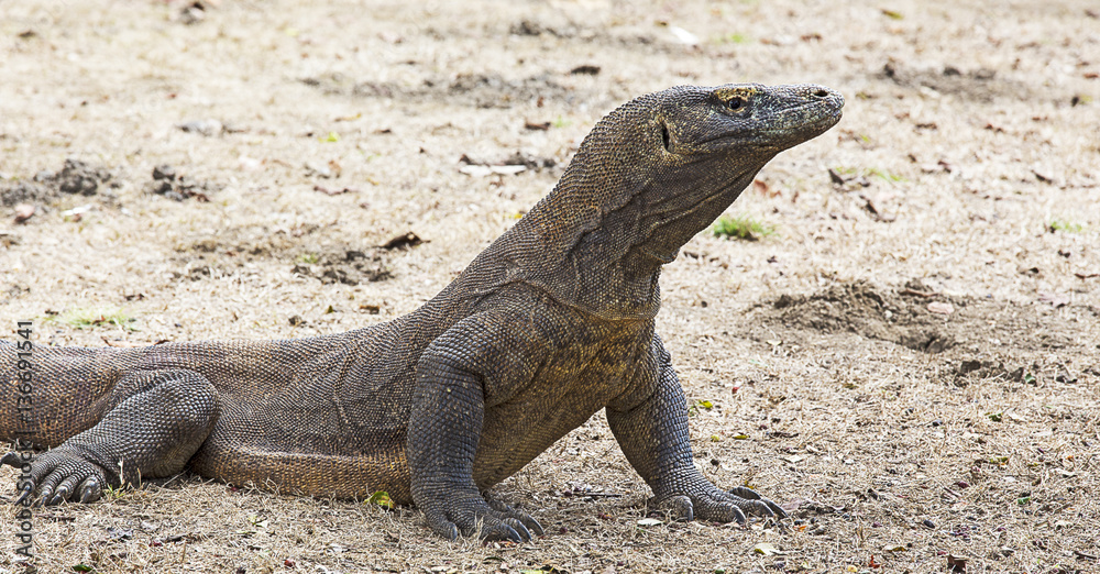 Komodo dragon view in Komodo island Komodo dragon view in Komodo island