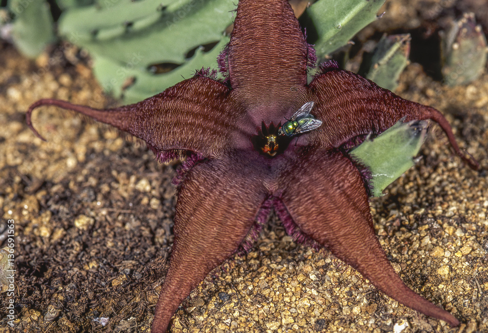Obraz premium Stapelia schinzii / Stapélie