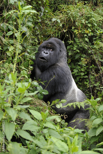 Gorilla gorilla beringei : Gorille de montagne © PIXATERRA