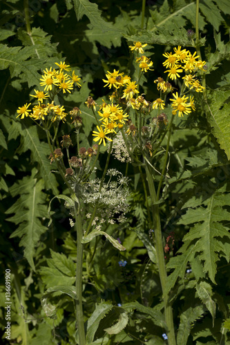 roseris balbisiana / Téphroséris de Balbis photo
