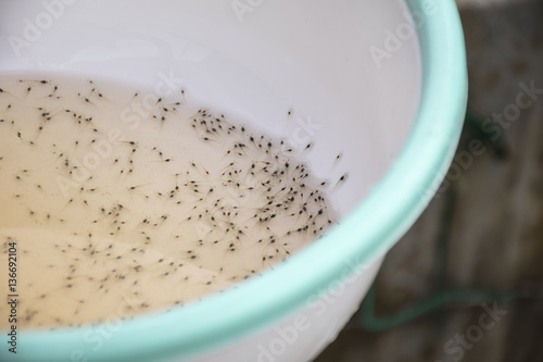 Larval shrimp in plastic bowl. Aquaculture animals.