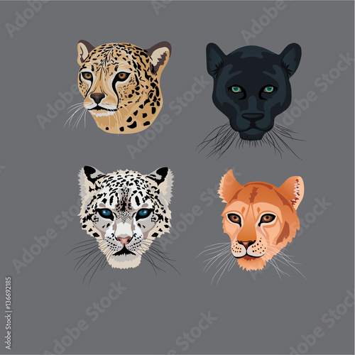 Fototapeta Naklejka Na Ścianę i Meble -  Wild cats image design set 