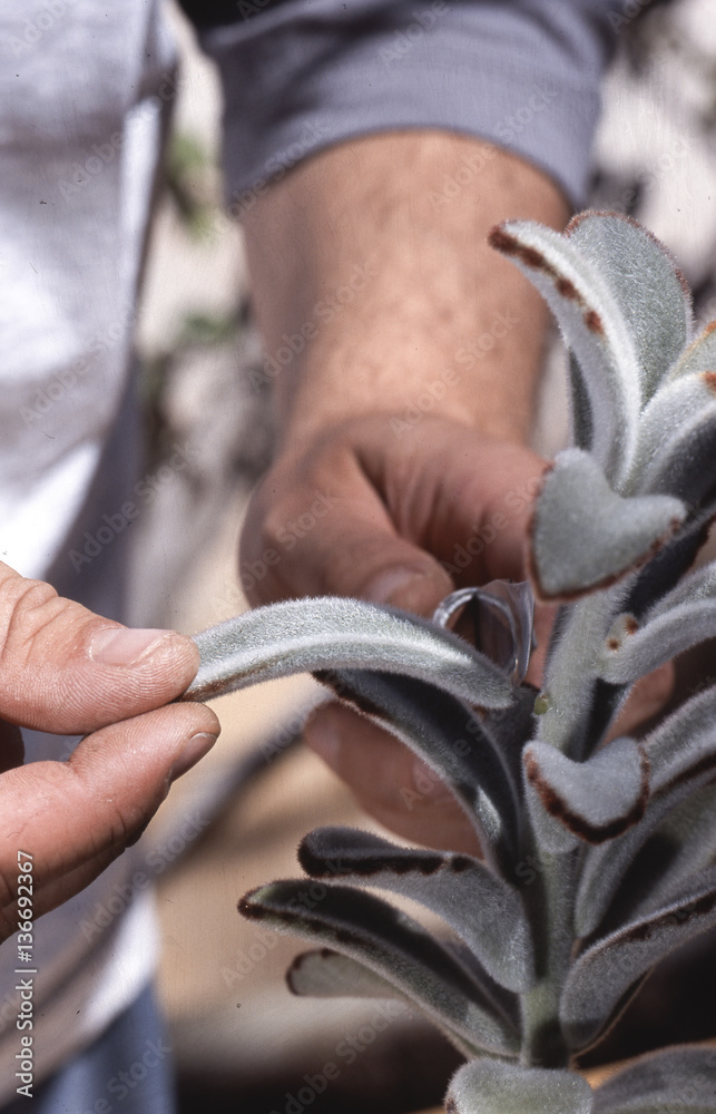 Bouturage de kalanchoe Stock Photo Adobe Stock