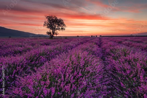 Obraz Wspaniałe pole lawendy o wschodzie słońca z samotnym drzewem. Letni wschód słońca krajobraz, kontrastujące kolory, kolorowe chmury.
