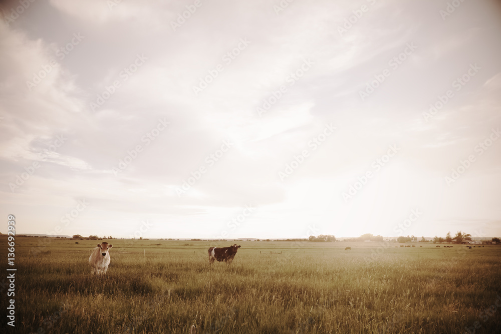 cow cow