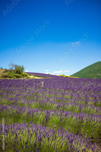 Purple lavender field in Provence France