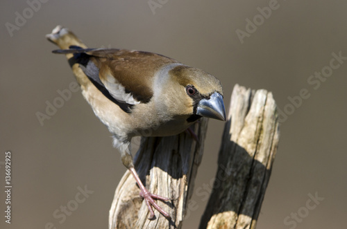 Coccothraustes coccothraustes / Grosbec casse noyaux photo