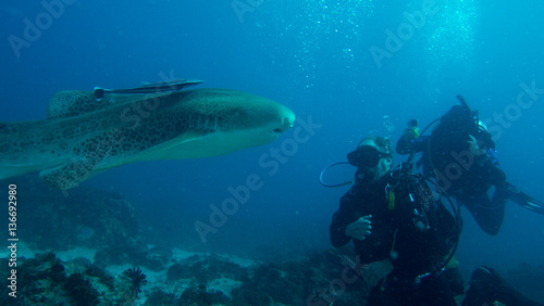 Shark swimming past two scuba divers