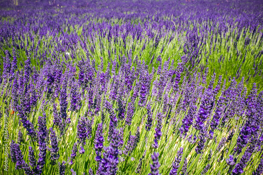 Purple lavender field in Provence France