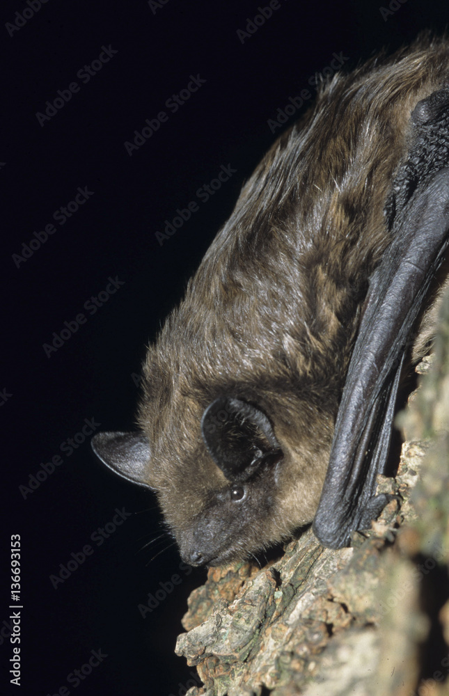Eptesicus serotinus / Sérotine commune / Serotine Eptesicus serotinus / Sérotine commune / Serotine