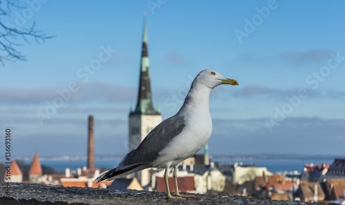 Seagull with winter Tallinn at the background Estonia