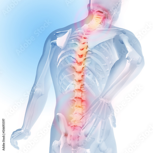 Concept of spine pain. Transparency of the skeleton and body. 3d medical anatomical illustration.