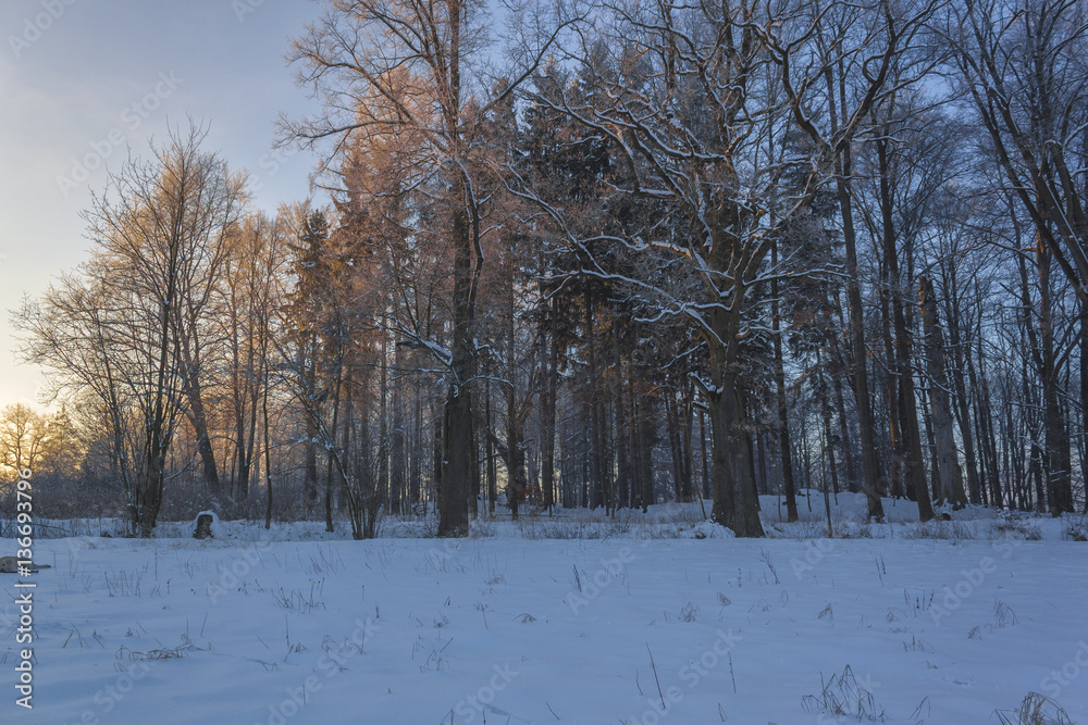 Fototapeta premium Winter wonderland