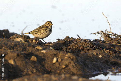 Anthus pratensis / Pipit farlouse photo