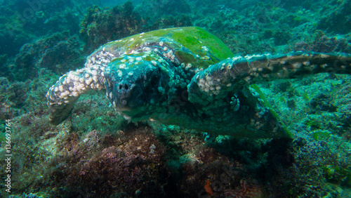 Giant turtle swimming with green moss on shell