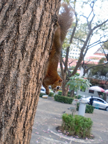 Brown squirrel eating on a tree