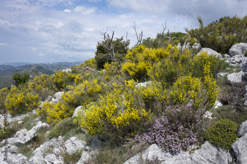 Genista cinerea / Genêt cendré photo