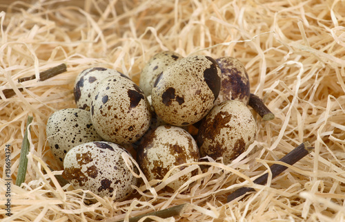 Quail eggs in the nest