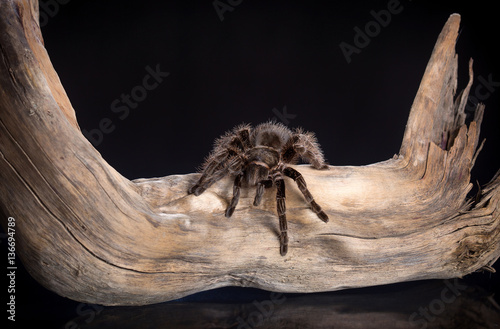 Big spider  is crawling on a snag on a black background