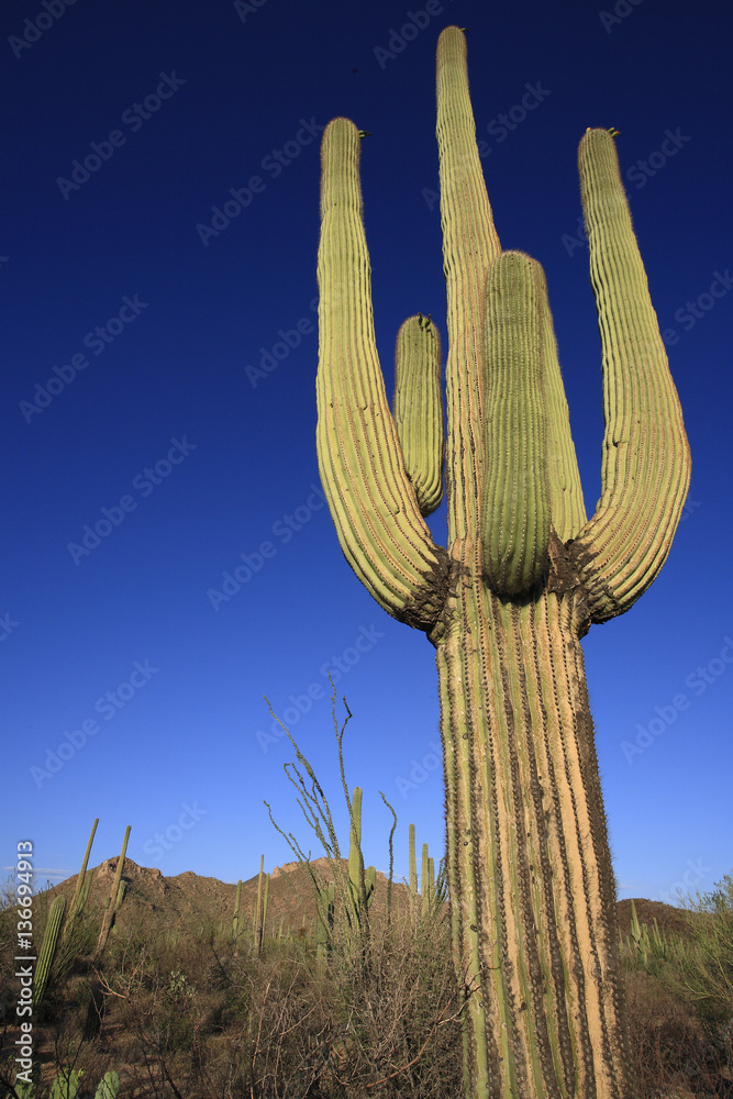 Carnegiea gigantea  / Saguaro