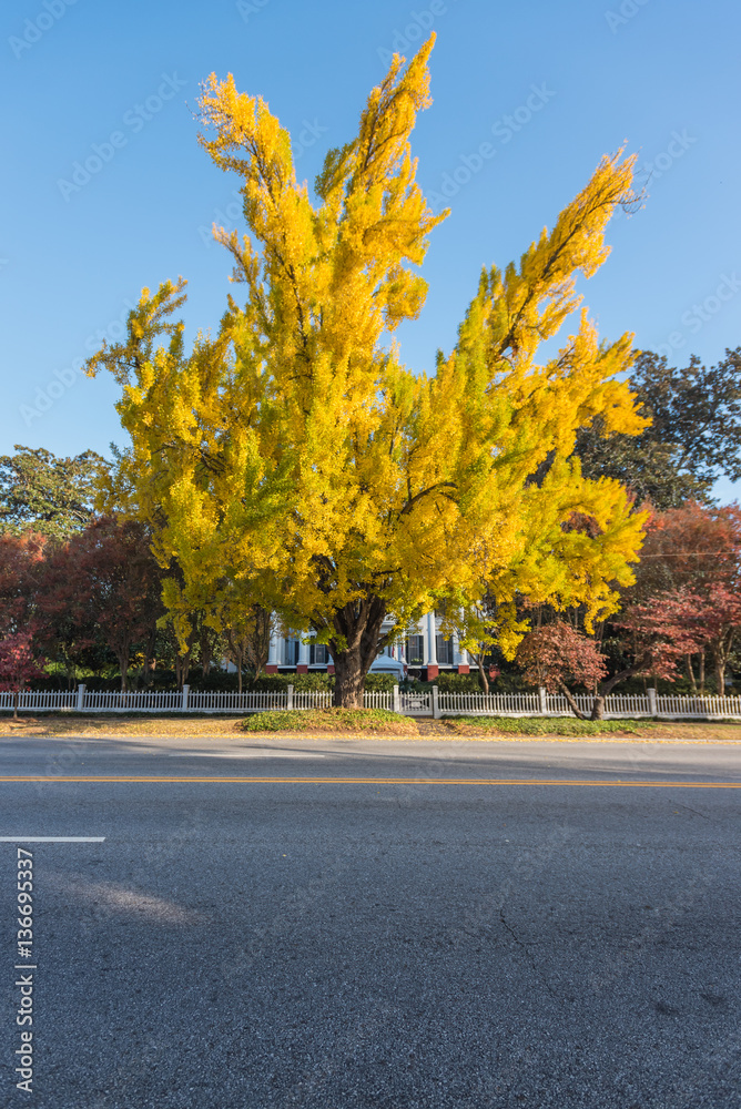 Naklejka premium Yellow Ginkgo Tree Across Street