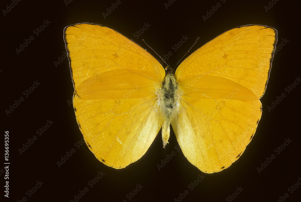 Fototapeta premium Phoebis argante