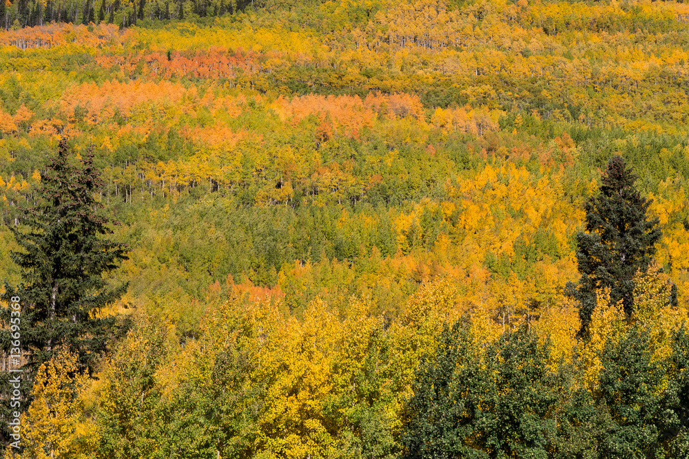 Autumn in the Rockies Autumn in the Rockies