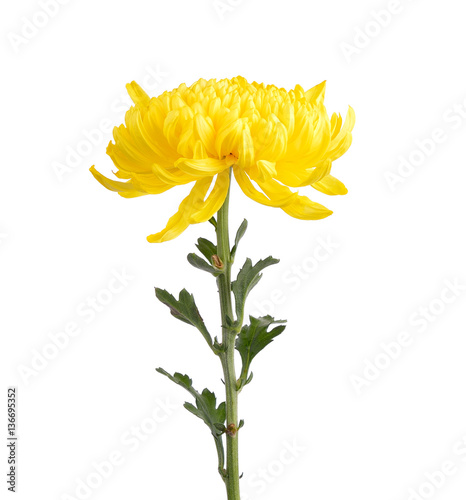 yellowc hrysanthemums on white background photo