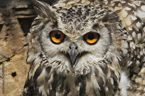 Bubo bengalensis / Grand duc indien