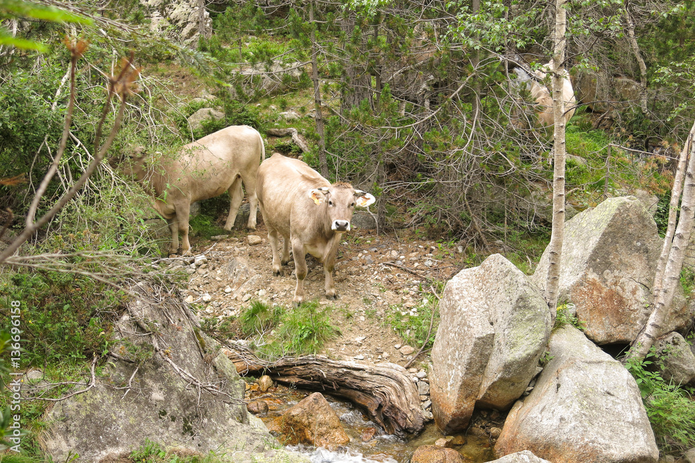A herd of cows grazing in the Catalan Pyrenees Spain, on National Park Aiguestortes. A herd of cows grazing in the Catalan Pyrenees Spain, on National Park Aiguestortes.