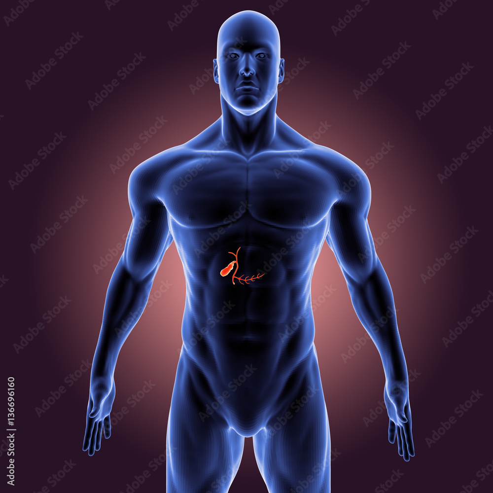 3d illustration human body organs. human body part.
3d illustration human body organs. human body part.