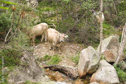 A herd of cows grazing in the Catalan Pyrenees Spain, on National Park Aiguestortes.