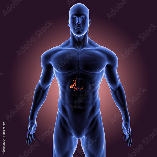 3d illustration human body organs. human body part. 