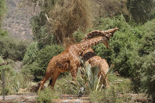 Giraffa camelopardalis reticulata   Girafe r  ticul  e