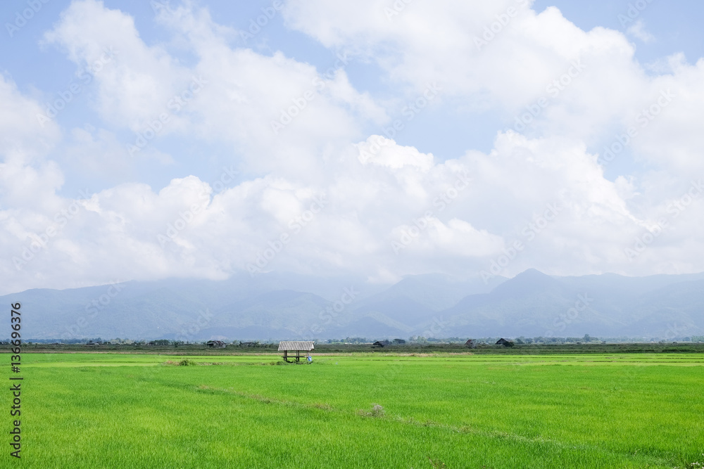 Green rice field with mountain view and blue sky and white clouds.