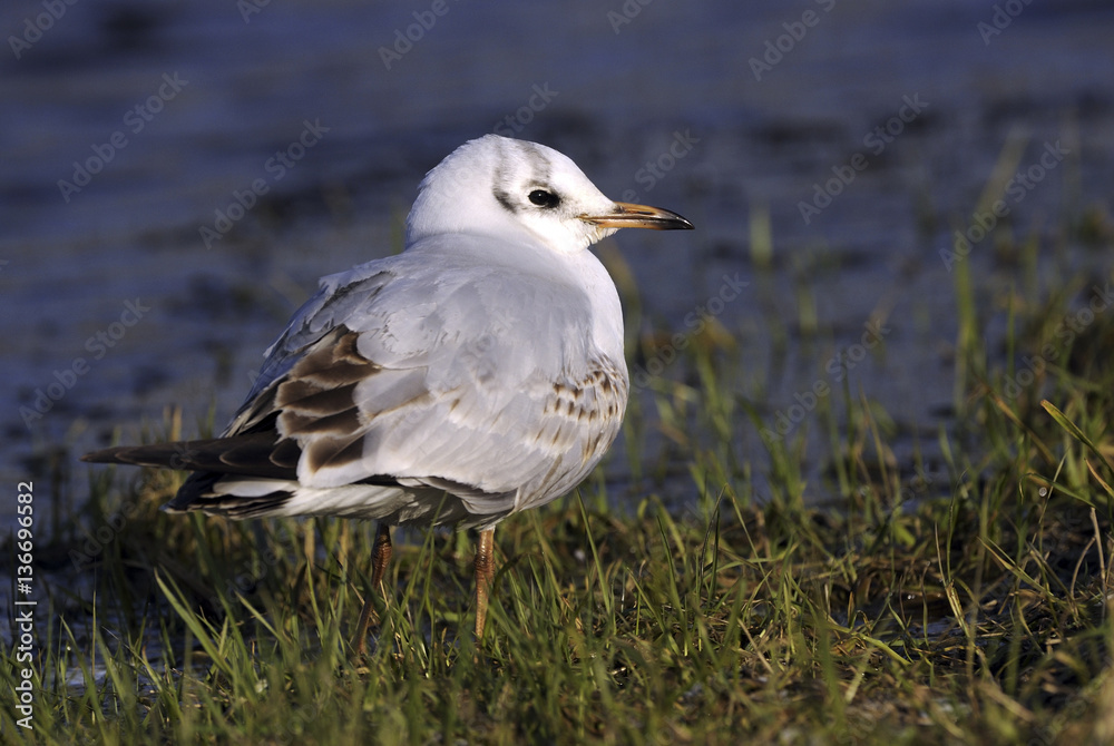 Larus ridibundus / Mouette rieuse Larus ridibundus / Mouette rieuse