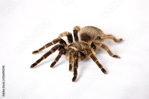 Big spider tarantula is on a white background 