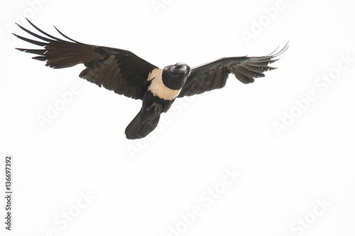 Corvus albus / Corbeau pie