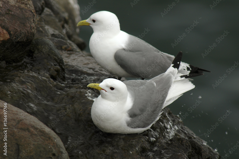 Rissa tridactyla / Mouette tridactyle Rissa tridactyla / Mouette tridactyle