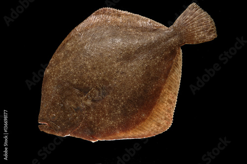 Psetta maxima / Scophthalmus maximus / Turbot photo