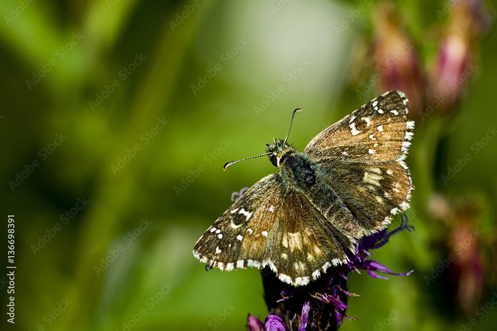 Pyrgus malvae / Hespérie de la mauve Pyrgus malvae / Hespérie de la mauve