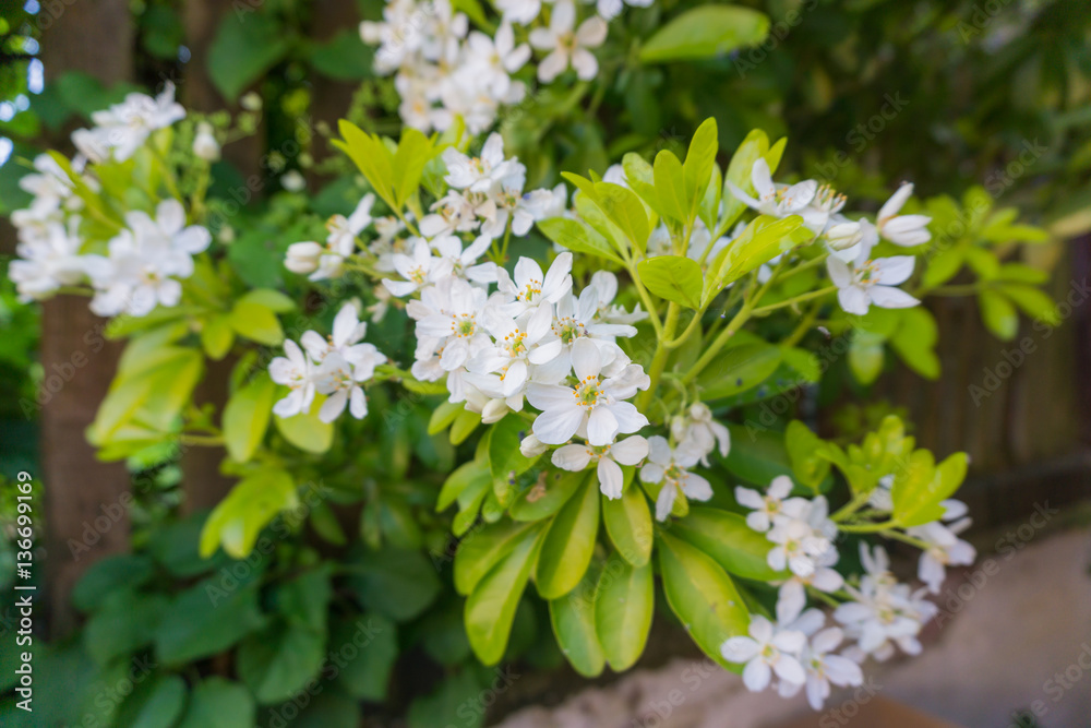 White flowers White flowers
