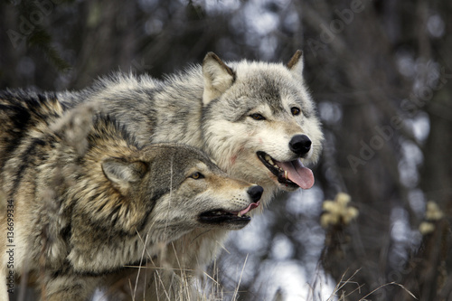 Canis lupus   Loup commun