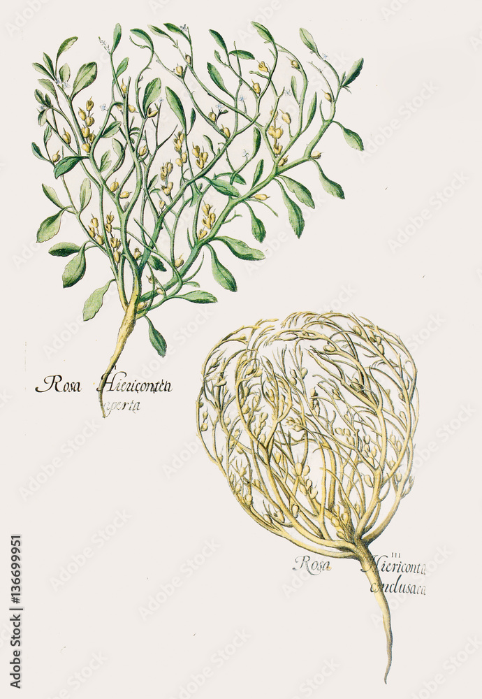 Illustration botanique / Anastatica hierochuntica / Rose de Jéricho Stock  Illustration | Adobe Stock