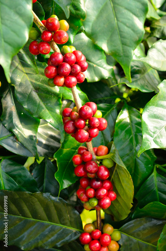 coffee beans on tree