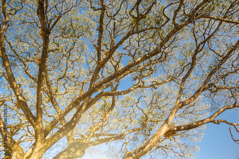 view of treetops. Background autumn - branches of a tree in autu view of treetops. Background autumn - branches of a tree in autu