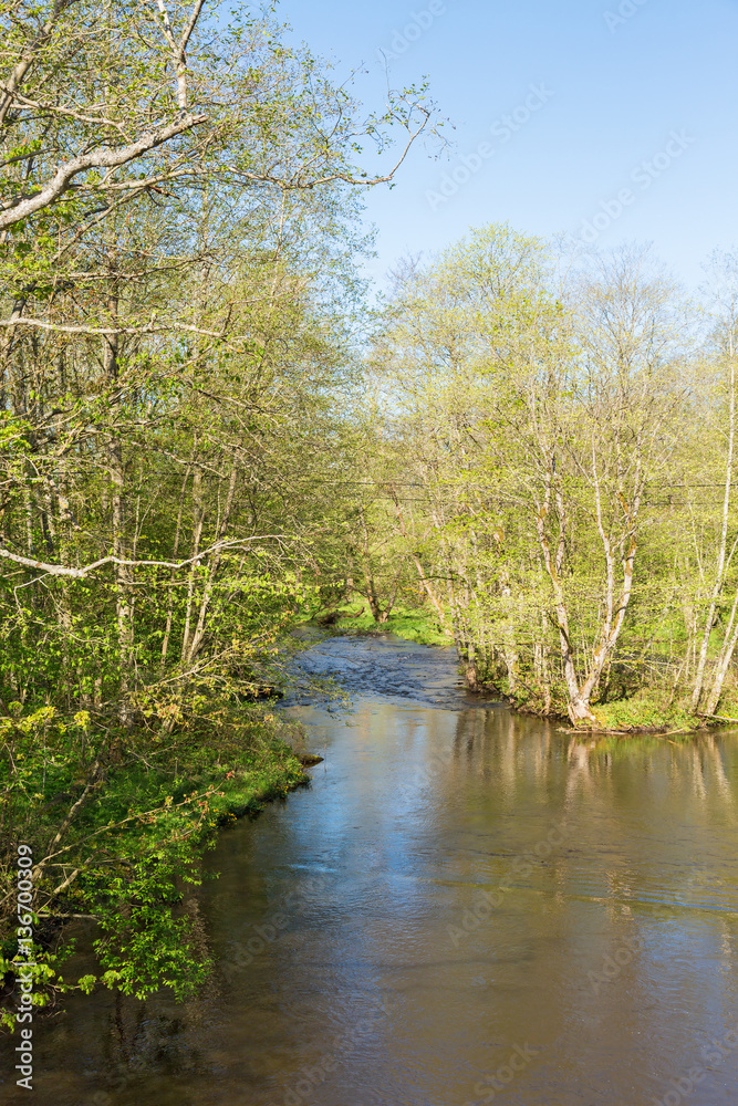 River at a deciduous forest in spring River at a deciduous forest in spring