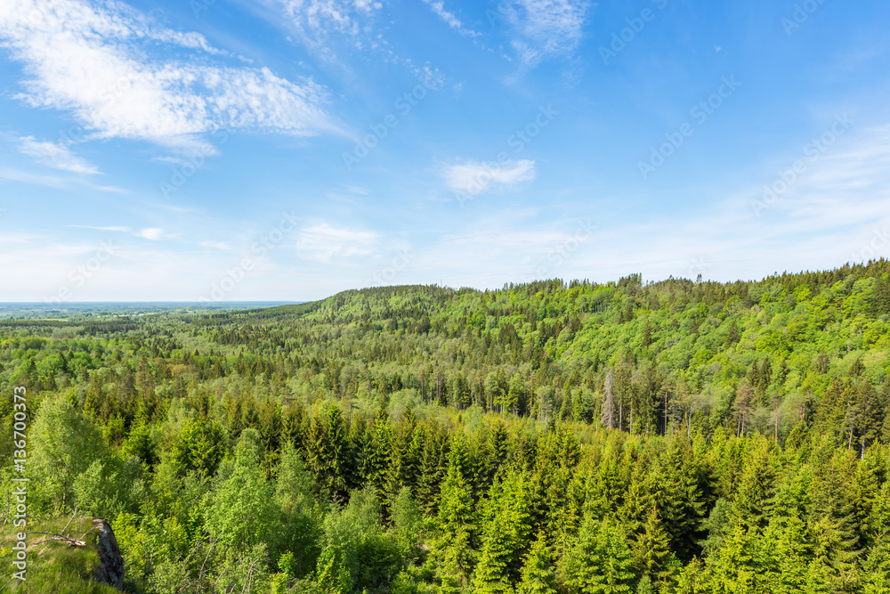 Landscape View of a forest landscape
