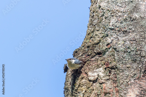 Nuthatch at its nesting holes photo