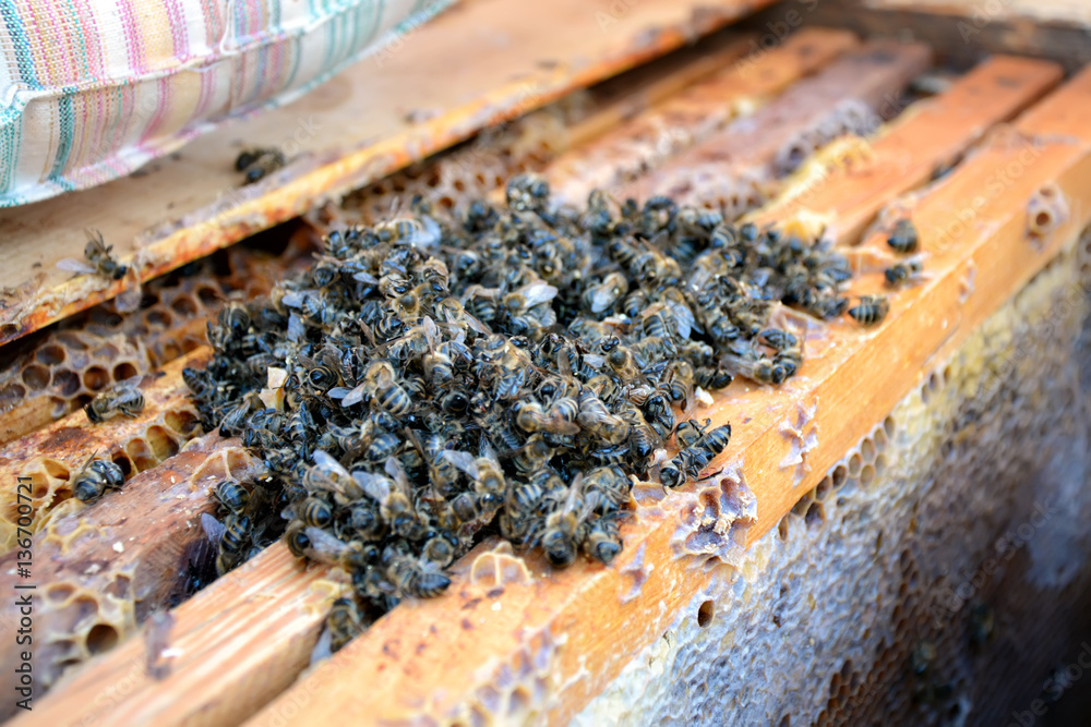 Dead bees in the hive to honey combs. Beekeeping. Dead bees in the hive to honey combs. Beekeeping.